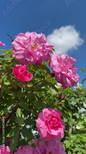 Garden roses pink beautiful flowers vertical video.