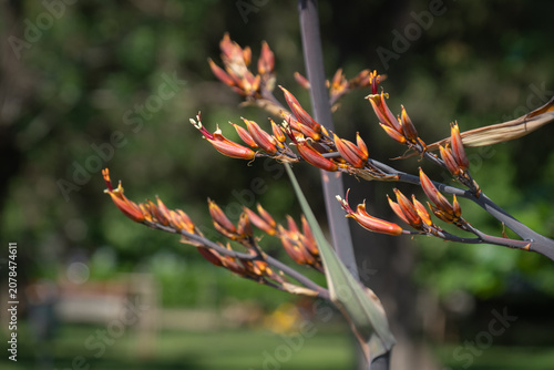Red Harakeke Flower in Bloom. New Zealand Flax. phormium tenax. Phormium Cookianum.