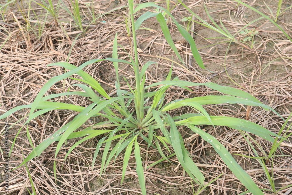 Obraz premium Johnson grass, Sorghum halepense flower plant