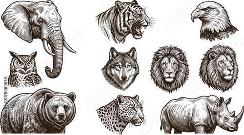 Bild auf Leinwand Hand Drawn Wild Animal Engraving Illustration Set Featuring Elephant Tiger Eagle