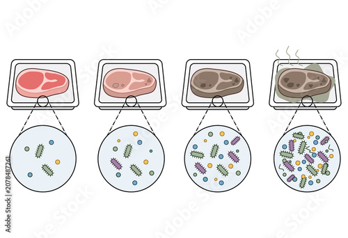 Food Spoilage Process with Bacterial Growth Infographic Vector Illustration for Food Safety Education and Hygiene Awareness