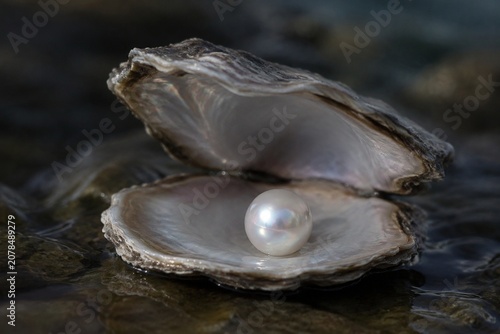 A single natural pearl inside an open oyster shell with iridescent glow.