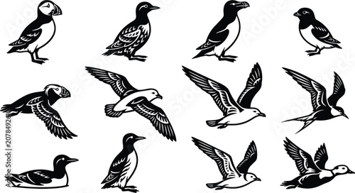 Foto Atlantic Seabirds Silhouette Vector Set Featuring Puffin Guillemot Razorbill Gan