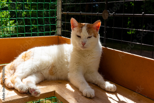 Cute ginger and white cat resting comfortably on a wooden perch inside an outdoor wire enclosure, basking in warm sunlight with a calm and serene facial expression