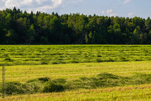 Photos Freshly mown winter forage grass drying in swaths across a scenic agricultural f