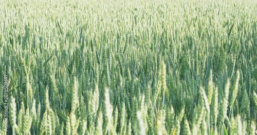 Elite green wheat ears pattern during milk dough stage filling with juice, premium crop background and farming analytics video