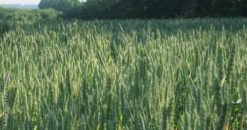 Elite green wheat in grain filling stage ripening under summer sun, premium crop selection and agribusiness telephoto shot