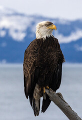Bald Eagle with dirty crest Perched on Driftwood overlooking Kachemak Bay and Snowy Mountains, Homer, Alaska