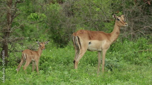 A young antelope stands closely behind its mother in a lush green grassland while both remain alert, carefully scanning their surroundings. Kruger National Park, South Africa.
