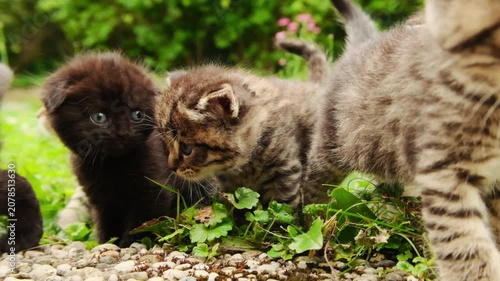 Kittens group in green grass.Pet kittens walking in the garden. Mischievous, curious pets. 4k footage