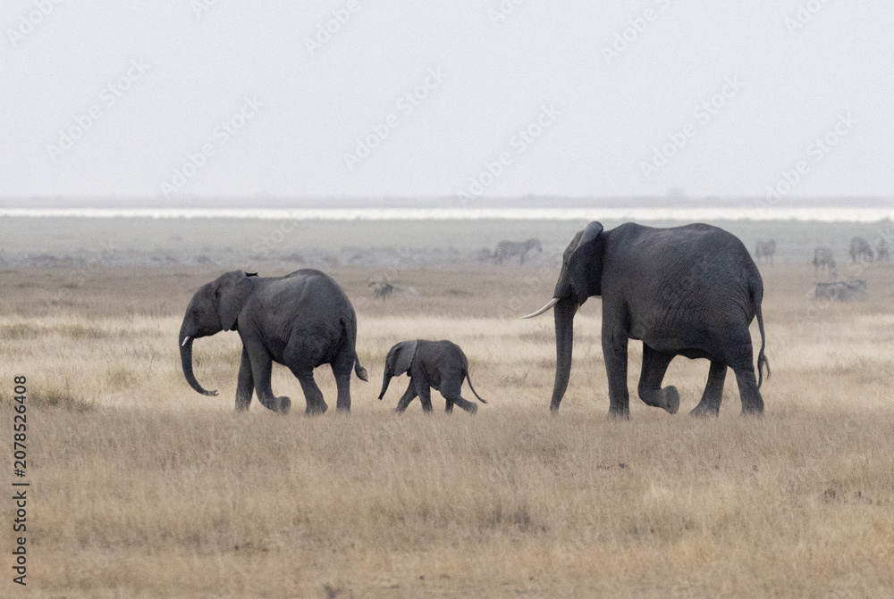Fototapeta premium Baby African Elephant in Amboseli National Park in Africa Kenya