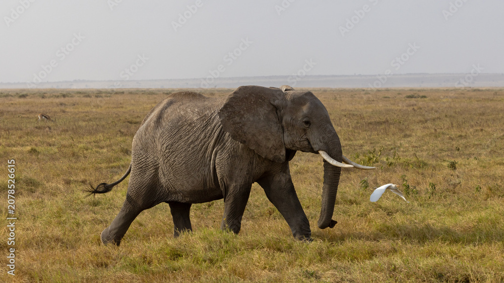 Fototapeta premium An African bush elephant bull walks across the grasslands of Amboseli National Park, Kenya.