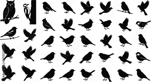 Fotografía Collection of black bird silhouettes, including owl, woodpecker, and various sma