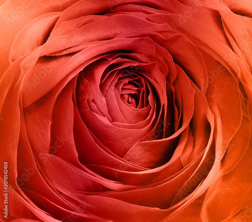 Roes flowers and petals. Spring floral background.  Nature.