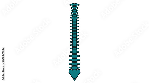 Quadro su tela Human spine anatomy illustration featuring a teal colored vertebral column showi