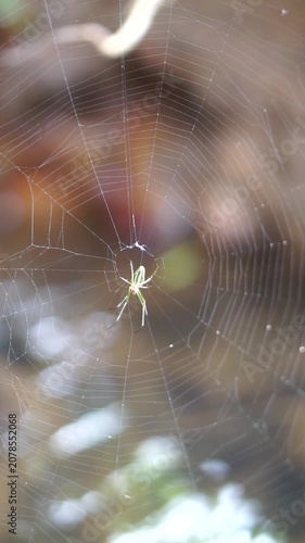 A small light green spider in the center of its intricate silk web against a blurred natural bokeh background.	