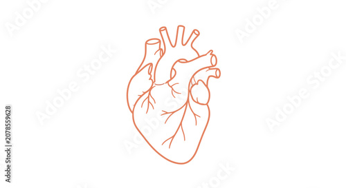 Bild auf Leinwand Human Heart Anatomy Illustration Detailed Drawing.
