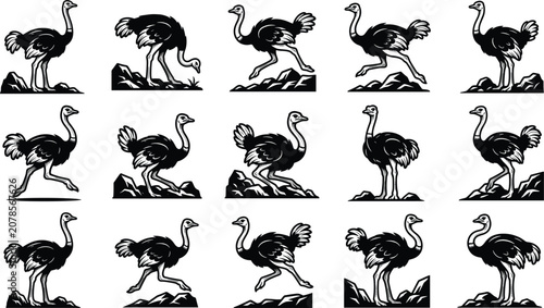 Photography Ostrich bird collection, African wildlife running standing ostrich illustration