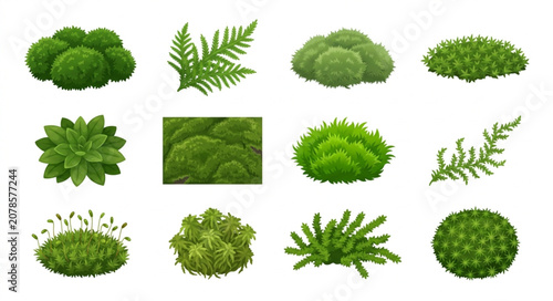Foto Collection of Green Moss and Fern Plants Isolated on White Background