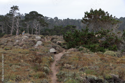 Hiking trail through coastal brush and Cypress Trees at Point Lobos, California