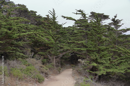 A Grove of Cypress Trees can be found near the coastline at Sea Lion Point in the natural reserve