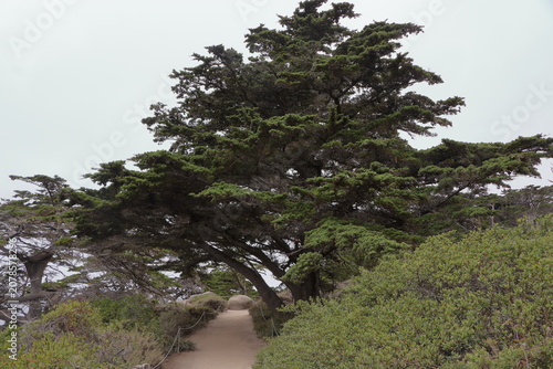 Cypress Grove trail at Point Lobos near Monterey, California