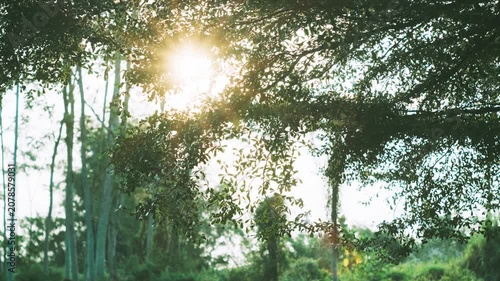 Golden sunburst shining through green tree branches in the park