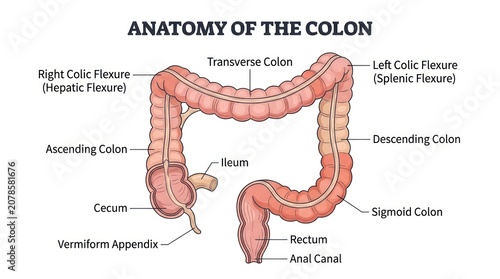 Anatomical diagram of human colon highlighting parts from cecum to anal canal for medical.