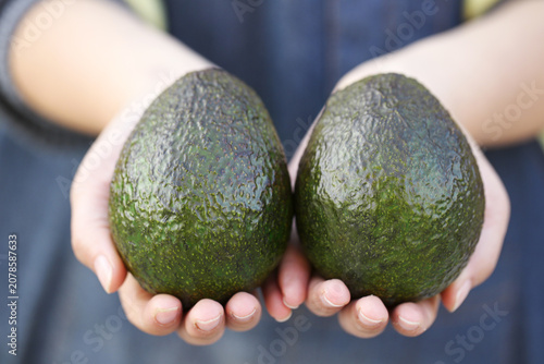 Fresh Whole Avocados Held in Hands - Healthy Superfood Ingredient for Mexican Cooking
