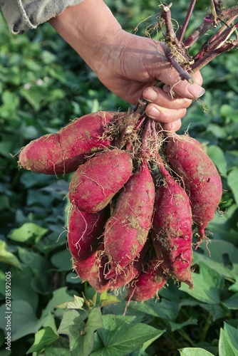 Freshly Dug Purple Sweet Potatoes in Farmer's Hand at Harvest