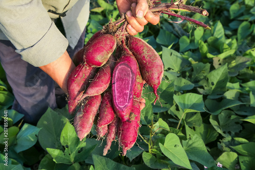 Freshly Dug Purple Yams in Farmer's Hands in Field