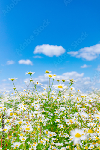 Beautiful spring-summer natural pastoral landscape with a flowering field of daisies in the grass, under a blue sky with clouds.