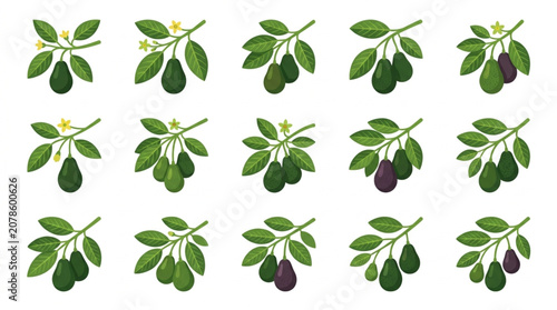 Schilderij op canvas Avocado branches with leaves and fruits in various stages of ripeness