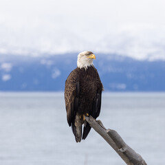 Mature Bald Eagle with dirty crest Perched on Driftwood overlooking Kachemak Bay and Snowy Mountains, Homer, Alaska