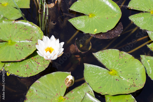 Cuadro en lienzo White water lily blooming among green lily pads in a tranquil pond, surrounded b