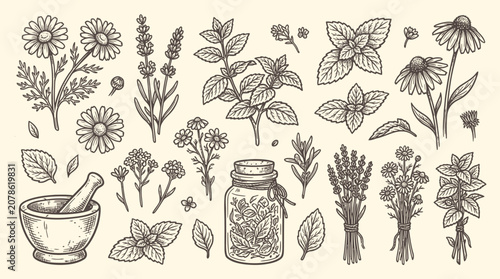 Tableau sur toile Herbal medicine sketch vector set of plants and flowers with mortar