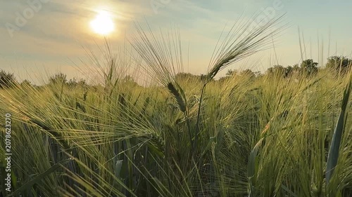 Wheat field at sunset.