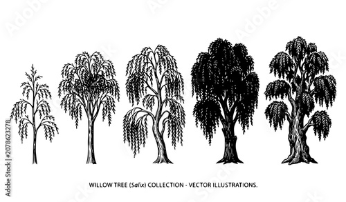 Fotografie Five willow trees vector illustration with cascading branches and botanical line