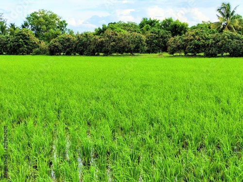 Beautiful green rice field landscape with tropical trees background under blue sky, organic agriculture and eco friendly nature environment concept.