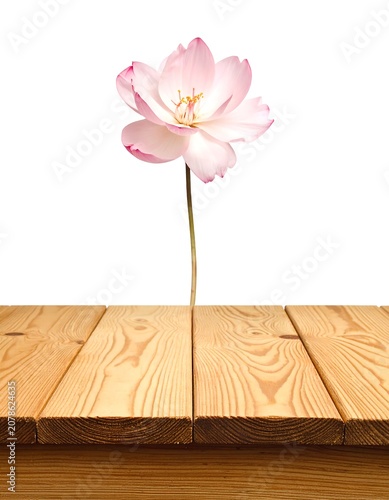 A pink flower on a single long stem protruding from wooden planks against a white background
