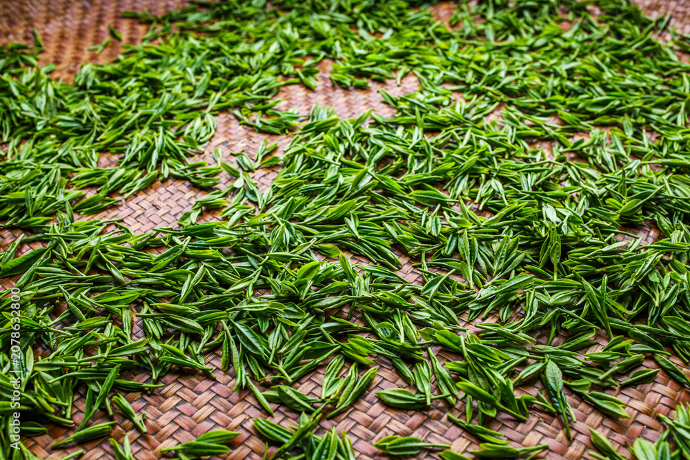 Fototapeta premium Fresh green tea leaves drying on woven bamboo tray