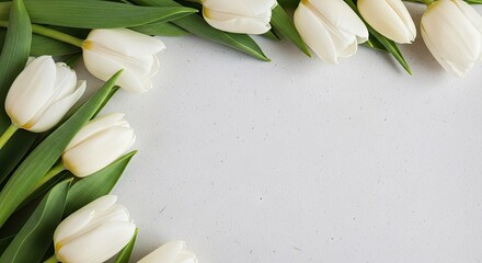 White tulips decorating the corner of a blank canvas.