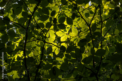 Sunlight filtering through fresh European beech (Fagus sylvatica) leaves, creating a vibrant green forest canopy with natural backlighting and organic woodland atmosphere.