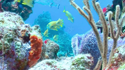 School of yellow fish swim over coral reef underwater