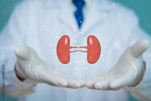 Doctor in medical gloves presenting a glowing digital kidney hologram, symbolizing renal healthcare, nephrology, organ protection, medical innovation, diagnosis, and future healthcare technology.