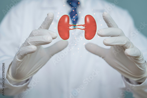 Doctor in medical gloves presenting a glowing digital kidney hologram, symbolizing renal healthcare, nephrology, organ protection, medical innovation, diagnosis, and future healthcare technology.