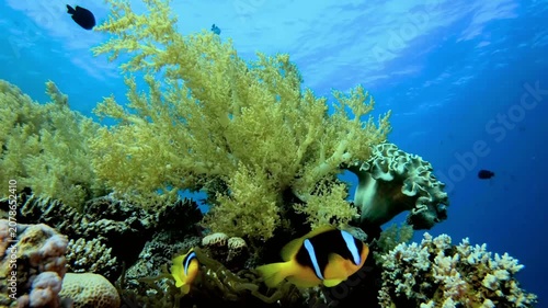 Swimming clownfish under the sea near coral reef