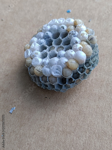 Wasp honeycombs with larvae. Some are ready to hatch, some are not yet mature.