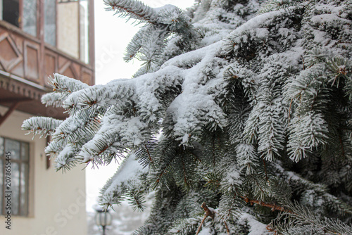 Bild auf Leinwand The branches of a coniferous tree are covered with fluffy snow