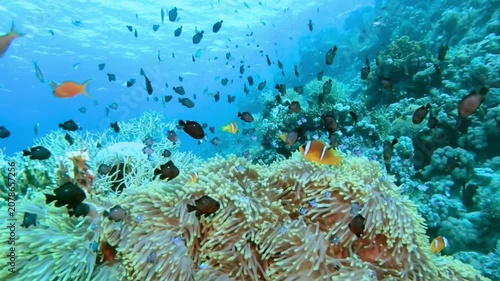Swimming Orange Clownfish in Vibrant Coral Reef Underwater Scene with School of Fish